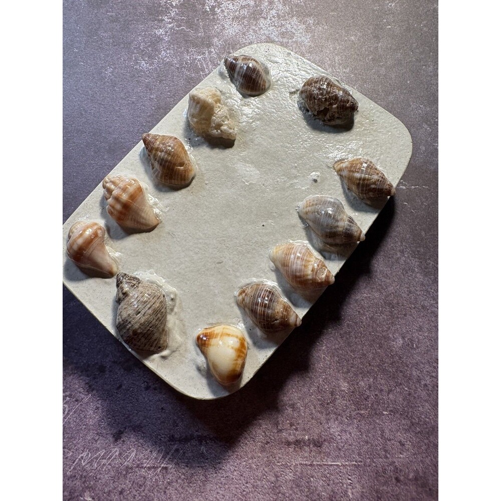 Handmade Soap Dish Cement Soap Holder Bathroom Kitchen Sea Shells